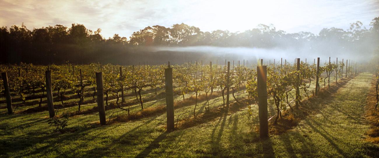 Morning mist over the Sapling Yard vineyard rows at Charleys Forest, near Braidwood NSW